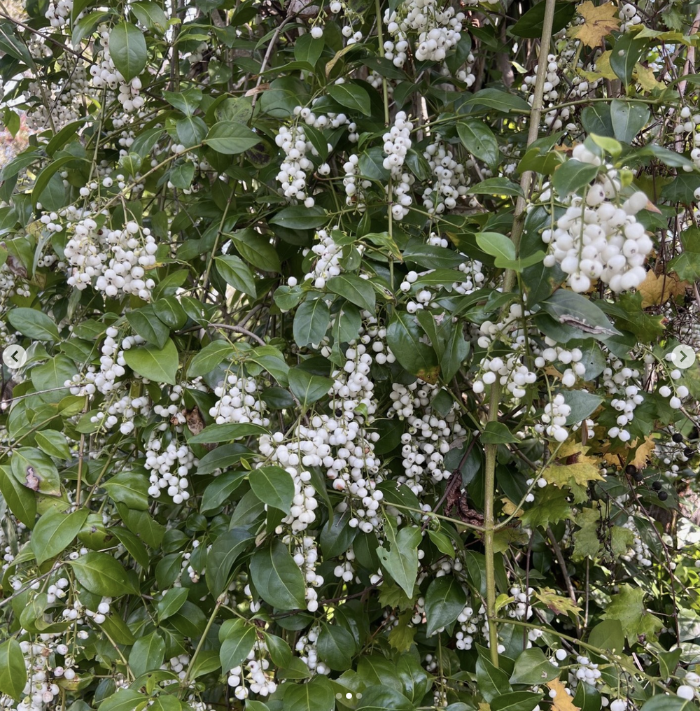 Flory【ふろーりー】 ２台 Snowberry — Florida Native Plants Nursery & Landscaping